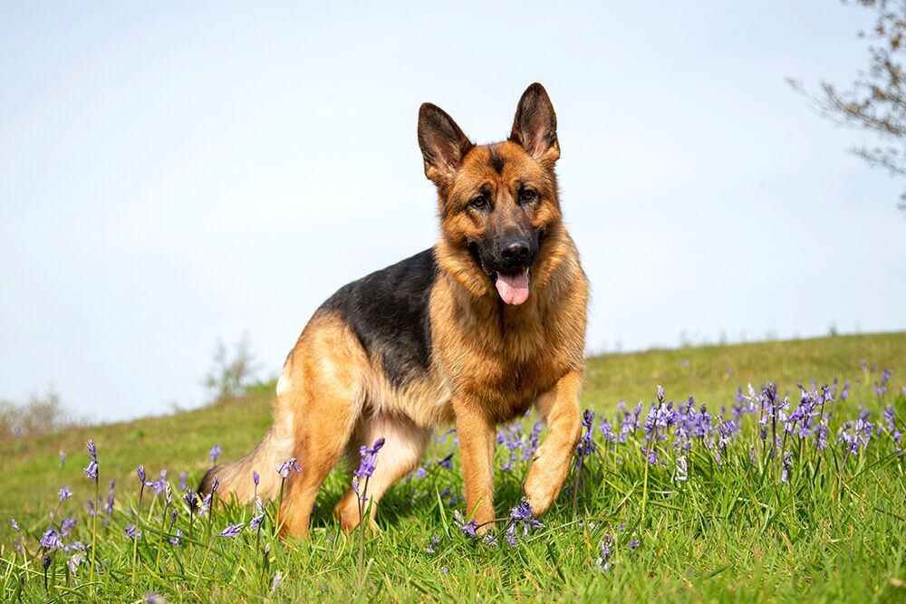 German Shepherds