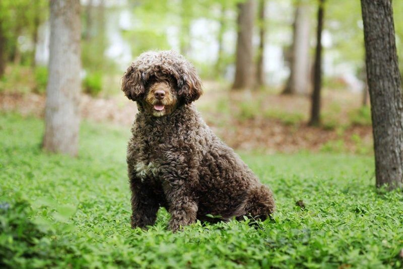 Portuguese Water Dogs
