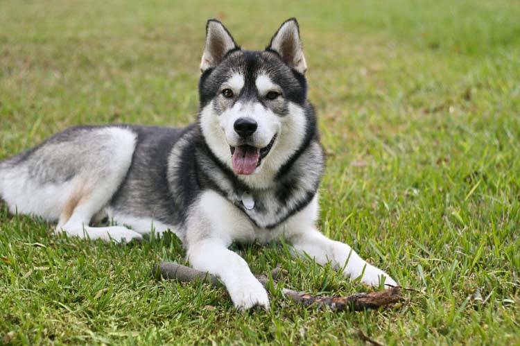 Siberian Huskies