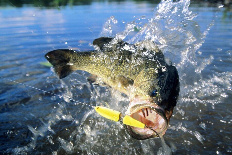 Bass Fishing: Guide to Landing the Big One